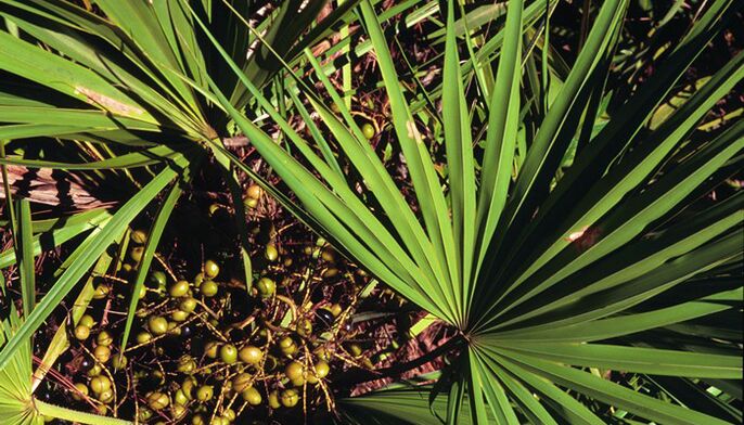 Sabal palm extract in RevitaProst